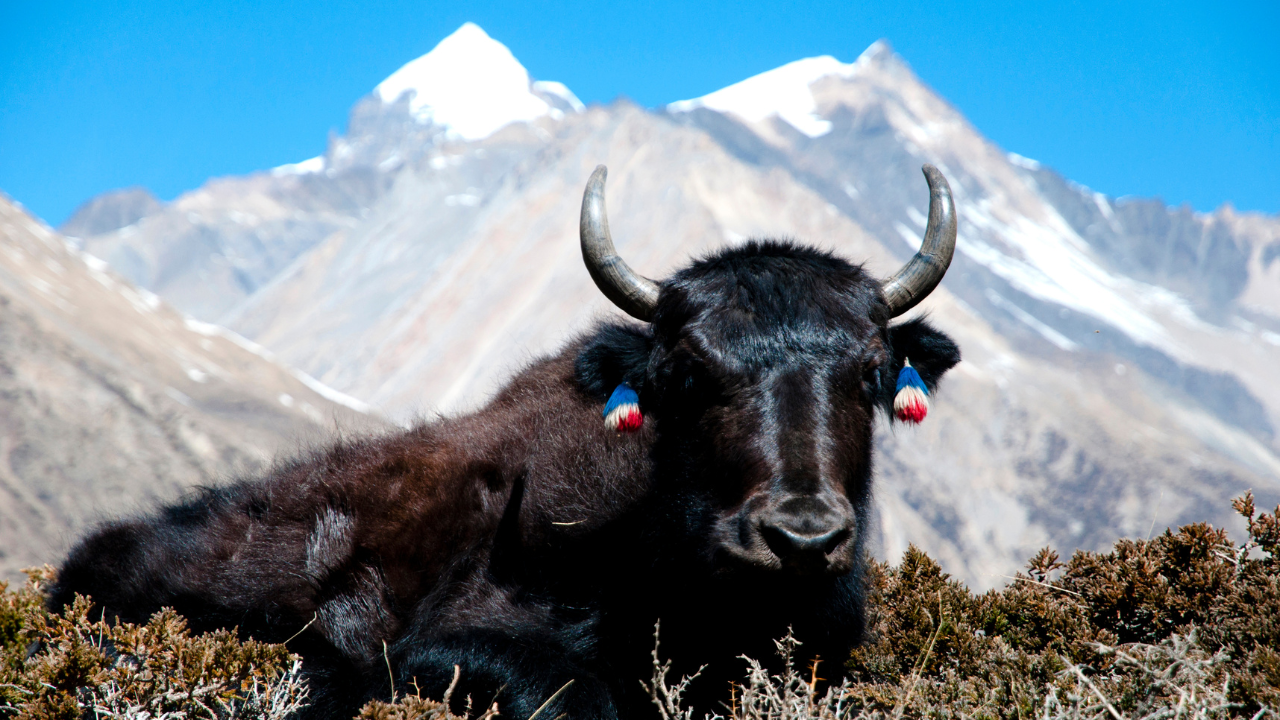 Yak resting before snow-capped Himalayan peaks