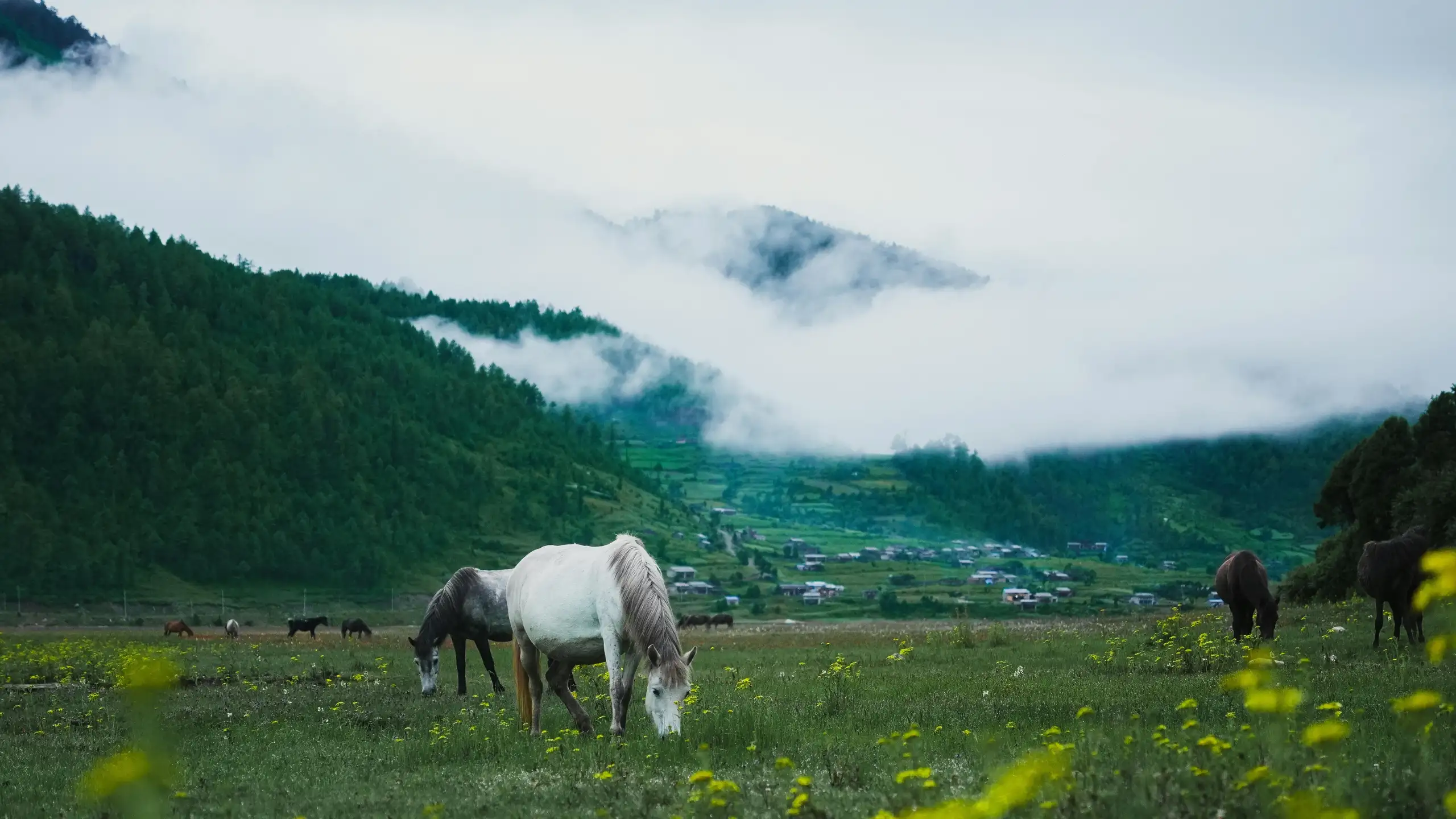 Nepal trail — Eagle Trail Escapes About Us